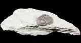 Wide Enrolled Eldredgeops Trilobite - Silica Shale #46593-1